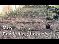 Early may gardening update  tomatoes and peppers in the ground