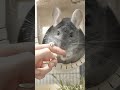 チンチラを飼うと人生損する #Shorts