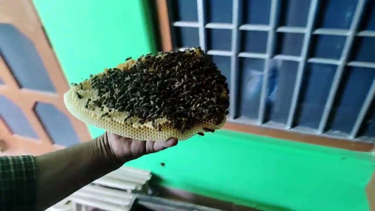 Set up a large swarm of bees easily in a large box.