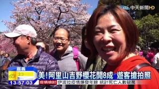 20150313中天新聞　美！阿里山吉野櫻花開8成　遊客搶拍照