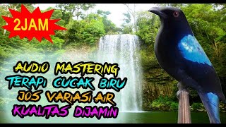 CUCAK BIRU GACOR - TERAPI BURUNG CUCAK BIRU ALIRAN AIR