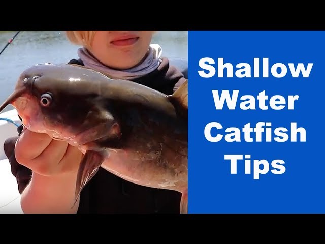 Catfish in Shallow Water - Tips for Catfishing Shallow Water - How