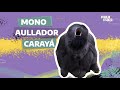 Mono Aullador Carayá - Fauna Nativa