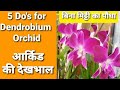 Dendrobium Orchid Care | आर्किड की देखभाल | Permanent plant | #flowers #orchids