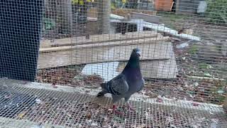 Au16-Chris 17 King Carl, Jr. Is Sire Of The 13Th Place Apple Cup And 92Nd Apple Cup 2023