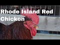 Chicken Breed Analysis: The Rhode Island Red