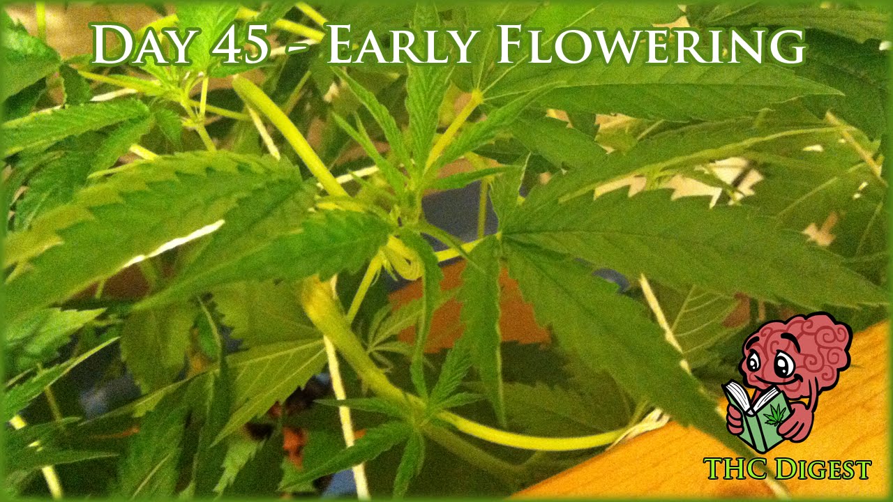 Hydro Weed Grow - Day 45 - Early Flowering