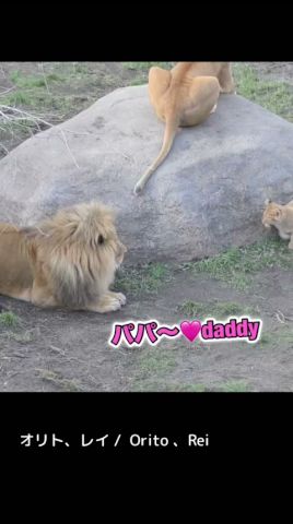だいちゅき🩷dada—♪ #ライオン #オリトイオイトフウレイ #ファミリー #赤ちゃん #lion #cute #animal #cubs