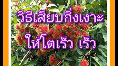 วิธีเสียบกิ่งให้ต้นโตเร็ว |เกษตรสมบูรณ์