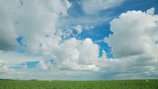 4k Timelapse Dramatic Sky With Cumulus Clouds Above Corn Field In Spring Summer Day. Good Weather