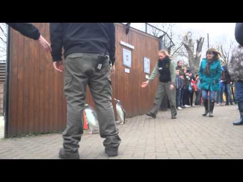 Edinburgh Zoo Penguin Parade - Escape!