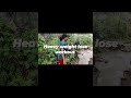 দ্রুত ওজন কমাতে চাইলে এক্সেসাইজটা রোজ সকালে ৩০ মিনিট করে কর #yogapacetic #yogajoin #YogaTeacher
