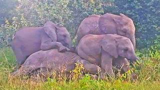 These Young Elephants Won’t Let Their Sibling Get Up