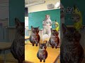 【猫ミーム】テストの点が悪かったら家を追い出される子供④#猫ミーム #ネコマニ #shorts