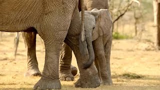 Elephant Reproduction Explained The Secret Love Life Of Giants