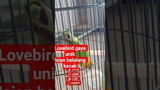LOVEBIRD GAYA UNIK,,ISIAN BELALANG KECAK #SHORT