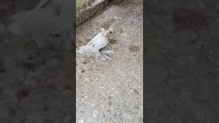 Голуби￼￼ Tauben Pigeons