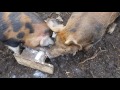 Pigs drinking milk replacer