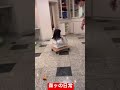 森ケの日常 吹っ飛ぶ娘 Tiktok Short 森ケの日常 吹っ飛ぶ娘 Tiktok Short