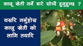 काजु खेती कसरी गर्ने ? Cashew Cultivation In Nepal || Krishi Sandesh
