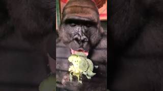 Gorillas Are Vegetarians, And Can Create Protein In Their Guts By Specialised Gut Bacteria #Gorilla