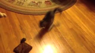 Spaz kitten