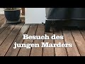 Ein junger Marder besucht uns im Garten (in Wirklichkeit ist es ein Mauswiesel)