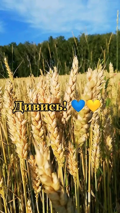 🥹🙏☀️🌾 #меги #україна #ukraine #природа #beautifulnature #десна # ...