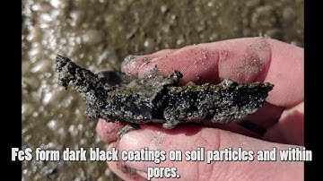 Field Approaches to Document Acid Sulfate Soils