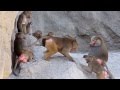 Which male Hamadryas Baboon is the stronger?