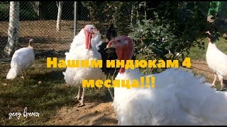 Индюкам 4 месяца.Подрезаем крылья,клювы.делаем прививку.