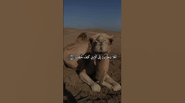 افلا ينظرون الى الابل كيف خلقت_عبد الرحمن مسعد_سورةالغاشية #قران_كريم #عبدالرحمن_مسعد #سورة_الغاشية