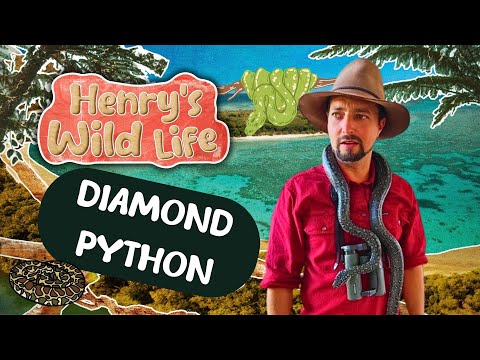 Diamond Python - Henry's Wild Life AUSTRALIA