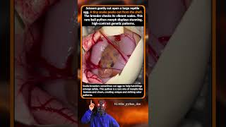 Ever Seen Ball Python Egg Opening