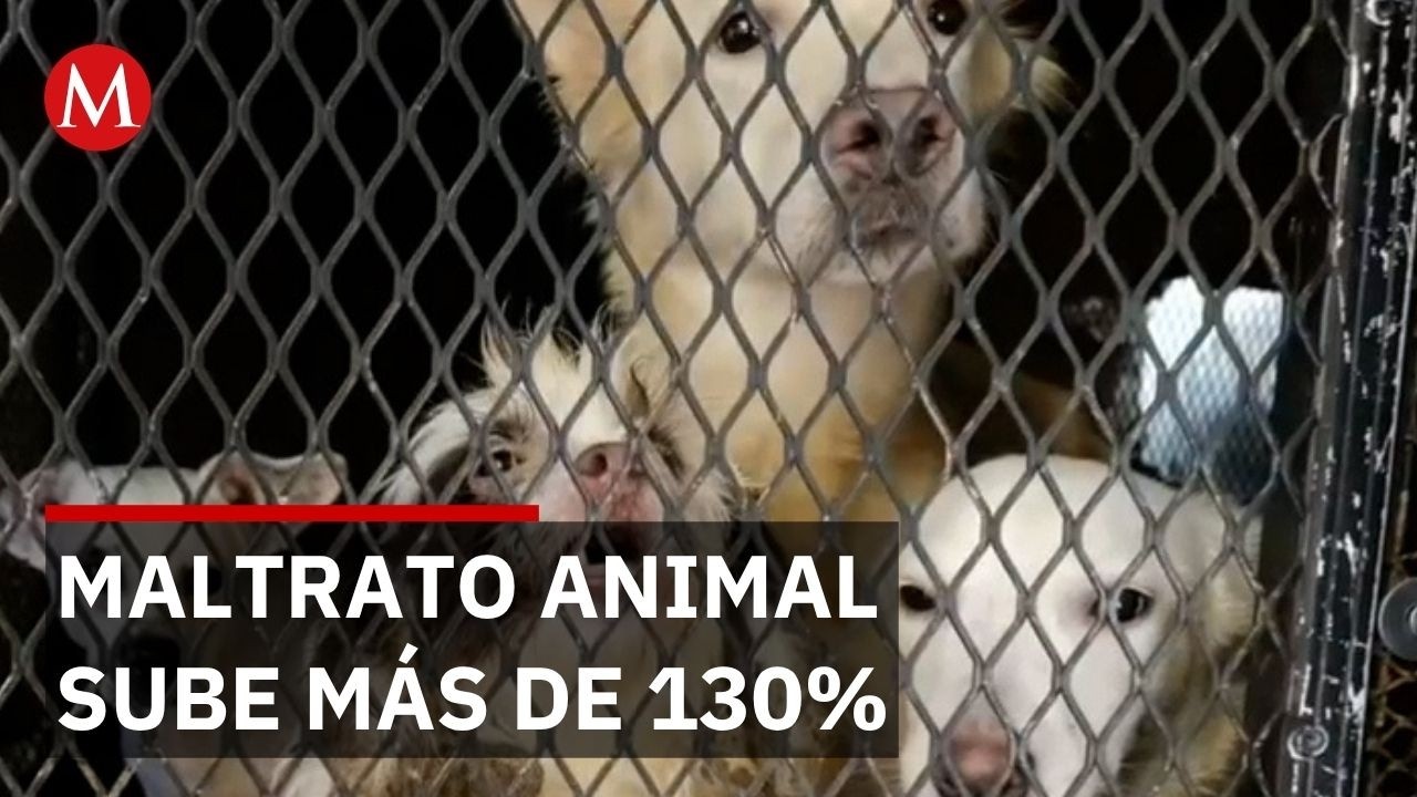 Maltrato animal se dispara en CdMx: denuncias suben más de 130%