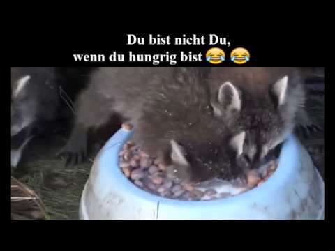 Du Bist Nicht Du Wenn Du Hungrig Bist Youtube