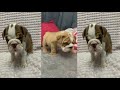 Baby Dogs So Cute and Funny Dog Videos Compilation - Baby Animals