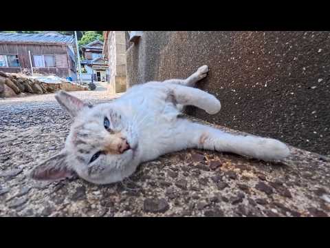 I Met the Cutest Cat in a Narrow Alley on Cat Island