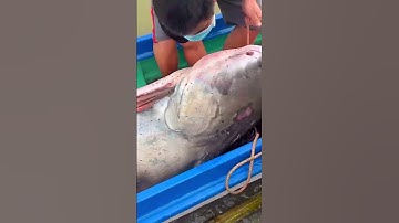 Cá tra dầu sông Mekong dính lưới ngư dân tối qua.!