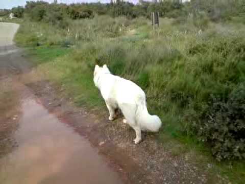 berger blanc suisse