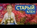 Красиво поет в 5 лет!!! Старый клен - Lisa Metti / Лучшие народные песни для души