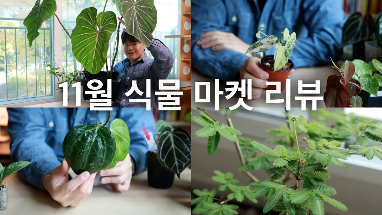 오랜만에 식집사 모드 오토 ㅣ 식후경 마켓 리뷰 식쇼 ㅣ 근황토크쇼 ㅣ 예쁜식물 추천