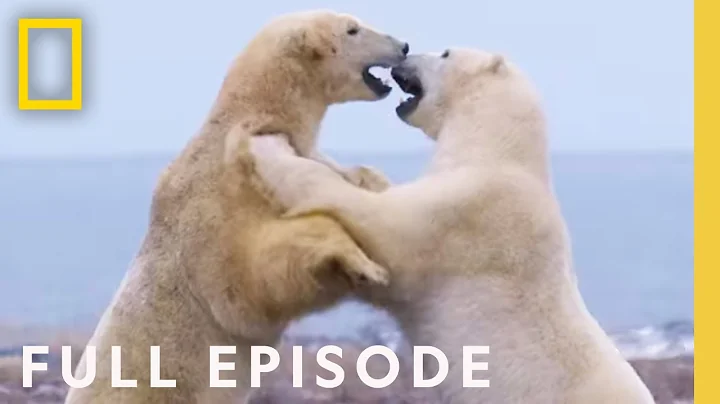 Clan of the North (Full Episode) | Kingdom of the Polar Bears - DayDayNews