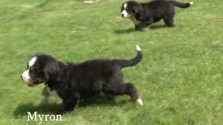 Myron Yoder's Bernese Mountain Dog Puppies