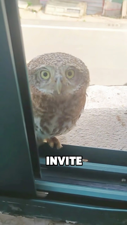 Funny little owl #shortvideo #animals #story #cute