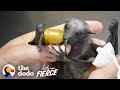 Watch This Tiny, Fuzzy Bat Grow Up to Be a Muscleman | The Dodo Little But Fierce