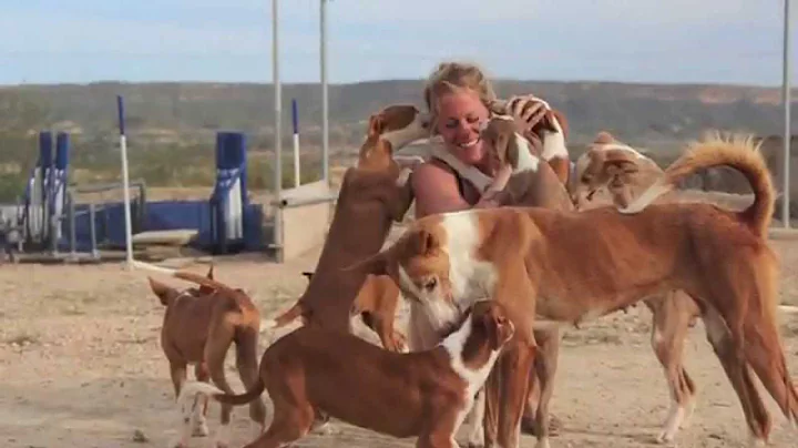 Podenco Friends - Abrils pups 10 weeks later