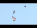White-tailed Eagle mobbed by Crows