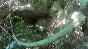 Tập 2 đi thăm bẫy trong rừng sâu được hai em chuột