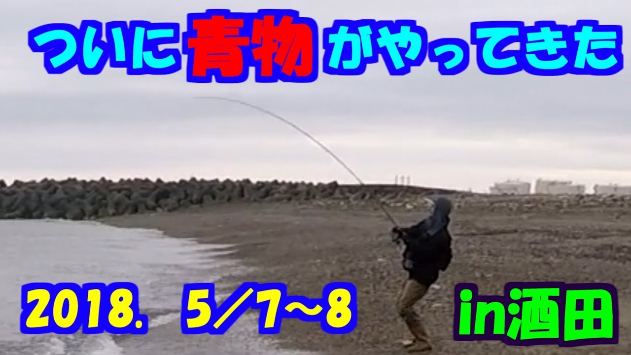 18 5 7 8 ついに青物がやってきた In 酒田 三陸つりしとがんせ Vol 10 続編 Youtube